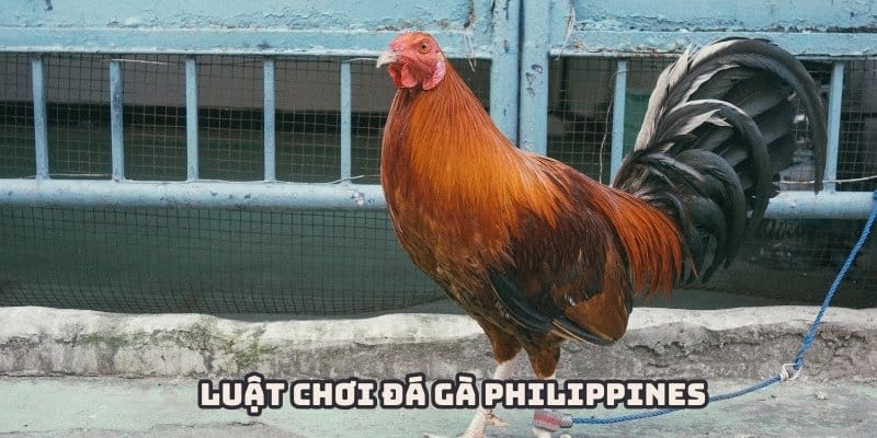 Đá gà Philippines có quy định, luật lệ rõ ràng