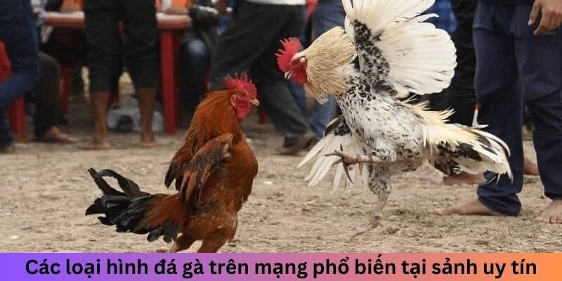 Các loại hình đá gà trên mạng phổ biến tại sảnh uy tín